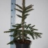 Ель Picea Inversa Ель Picea Inversa