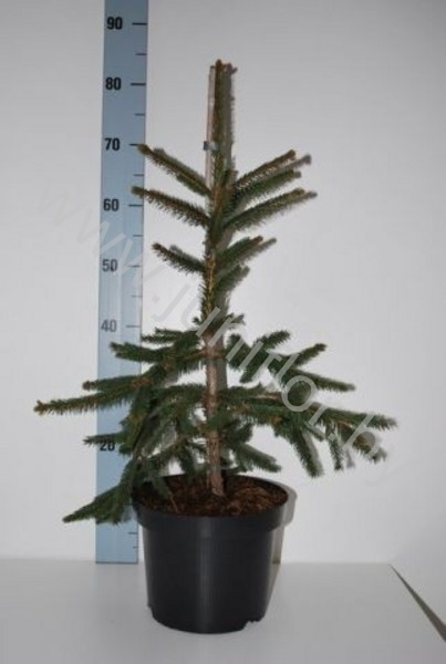 Ель Picea Inversa
