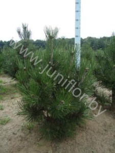 Ель Pinus Den Ouden