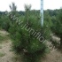 Ель Pinus Den Ouden Ель Pinus Den Ouden