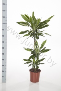 Драцена Dracaena Gold Dream 60-30-15