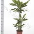 Драцена Dracaena Gold Dream 60-30-15 Драцена Dracaena Gold Dream 60-30-15