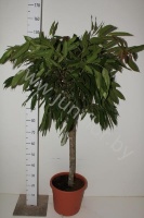 Фикус Ficus Bin Amstel King Gevlochten St