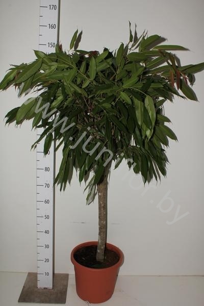 Фикус Ficus Bin Amstel King Gevlochten St
