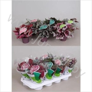 Бегония Begonia Beleaf Mix