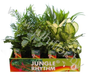 Микс Jungle Rhythm Mix