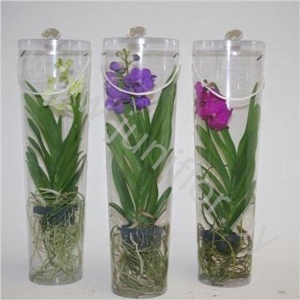 Ванда Orchidee Vanda Mikasa Mix In Platic Cilinder