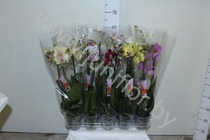 Фаленопсис Phal Mix 2stem