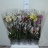 Фаленопсис Phal Mix 2stem Фаленопсис Phal Mix 2stem
