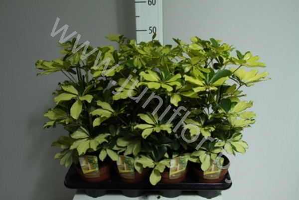 Шеффлера Schefflera Melanie