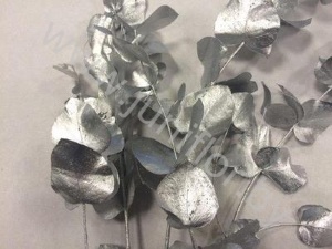 Эвкалипт Синерея Сильвер Gr Euc Cinerea p Silver
