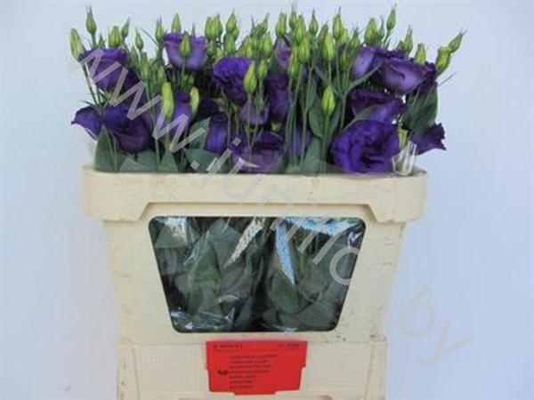 Эустома Lisi du Advance Purple