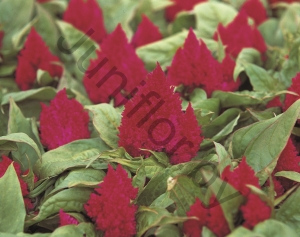 Целозия Celosia Argentea Var. Plumosa Kimono Cherry Red