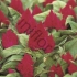 Целозия Celosia Argentea Var. Plumosa Kimono Cherry Red Целозия Celosia Argentea Var. Plumosa Kimono Cherry Red