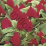 Целозия Celosia Argentea Var. Plumosa Kimono Cherry Red