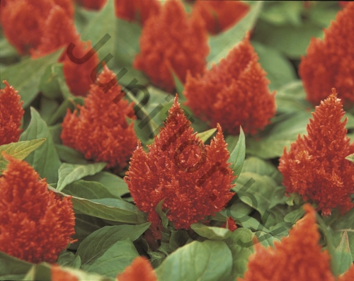 Целозия Celosia Argentea Var. Plumosa Kimono Cherry Red