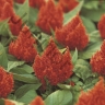 Целозия Celosia Argentea Var. Plumosa Kimono Cherry Red