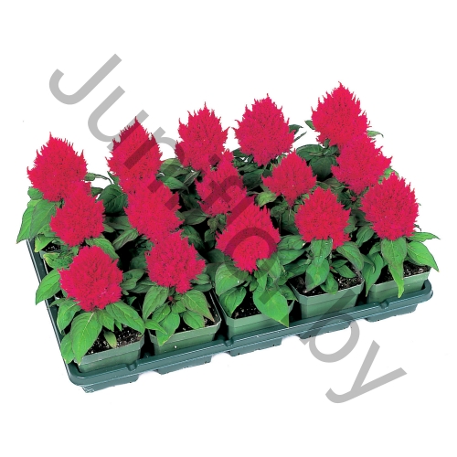 Целозия Celosia Argentea Var. Plumosa Kimono Cherry Red