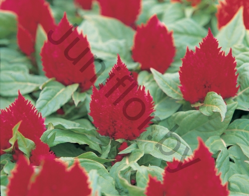 Целозия Celosia Argentea Var. Plumosa Kimono Cherry Red