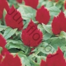 Целозия Celosia Argentea Var. Plumosa Kimono Cherry Red