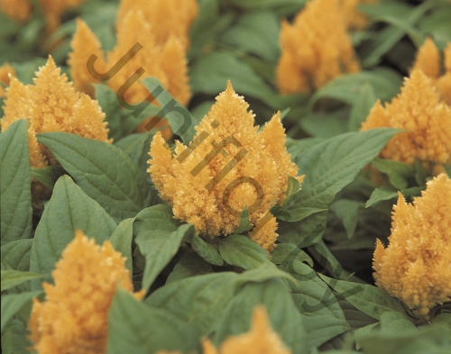 Целозия Celosia Argentea Var. Plumosa Kimono Cherry Red