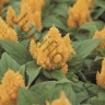 Целозия Celosia Argentea Var. Plumosa Kimono Cherry Red