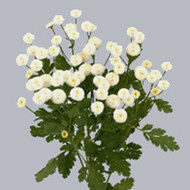 Ромашка Tanacetum Baya