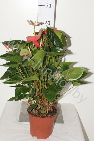 Антуриум Adios Pink