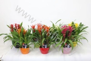 Гузмания 3pp In 3Hoekpot