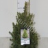 Ель Picea J.W.Daisy's White Ель Picea J.W.Daisy's White