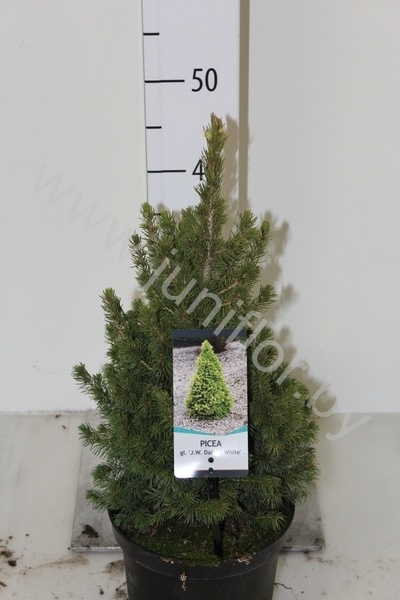 Ель Picea J.W.Daisy's White Ель Picea J.W.Daisy's White