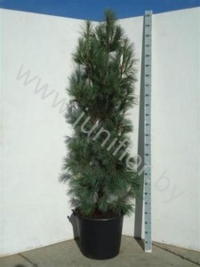 Ель Pinus Fastigiata