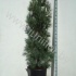 Ель Pinus Fastigiata Ель Pinus Fastigiata
