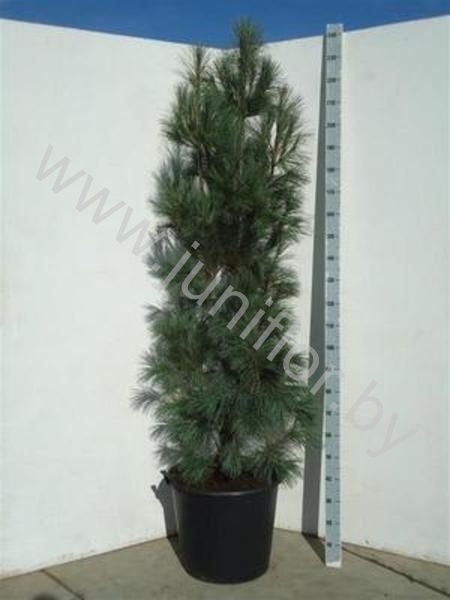 Ель Pinus Fastigiata Ель Pinus Fastigiata