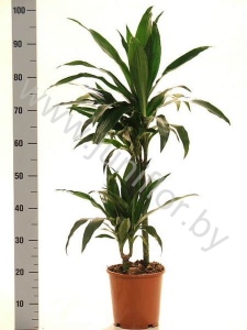Драцена Dracaena Janet Craig 45-15