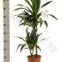 Драцена Dracaena Janet Craig 45-15 Драцена Dracaena Janet Craig 45-15