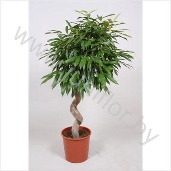 Фикус Ficus Bin Amstel King Spiraal