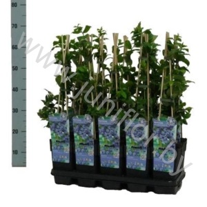 Черника Vaccinium Bluecrop