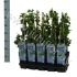 Черника Vaccinium Bluecrop Черника Vaccinium Bluecrop