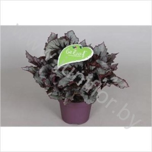 Бегония Begonia Beleaf Nordic Glacier