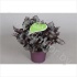 Бегония Begonia Beleaf Nordic Glacier Бегония Begonia Beleaf Nordic Glacier