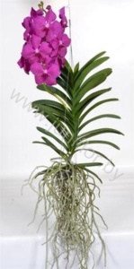 Ванда Orchidee Vanda Pink Big
