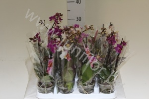 Фаленопсис Phalaenopsis Hybride 2-tak cites