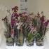 Фаленопсис Phalaenopsis Hybride 2-tak cites