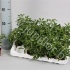 Шеффлера Schefflera Moondrop Шеффлера Schefflera Moondrop