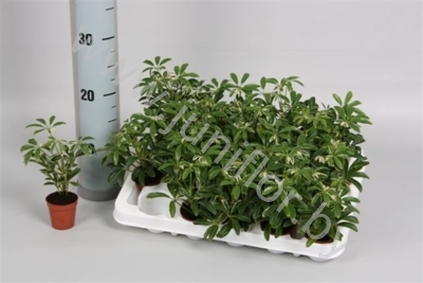 Шеффлера Schefflera Moondrop