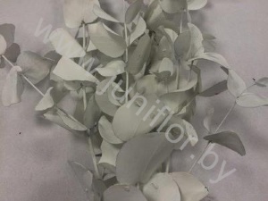 Эвкалипт Синерея Вайт Gr Euc Cinerea p White