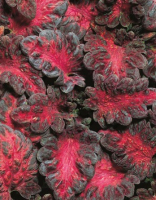 Колеус Coleus Blumei Black Dragon
