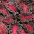 Колеус Coleus Blumei Black Dragon Колеус Coleus Blumei Black Dragon