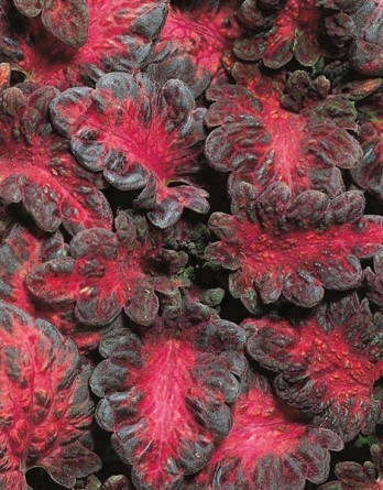 Колеус Coleus Blumei Black Dragon